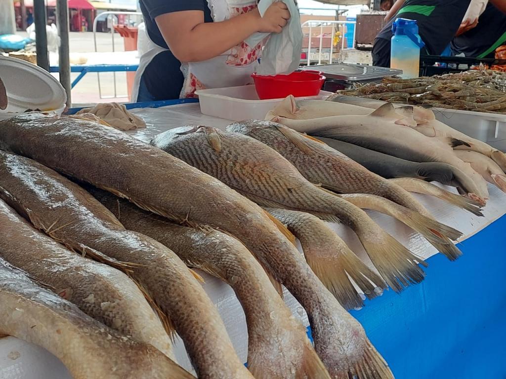 Peixes em exposição na feira