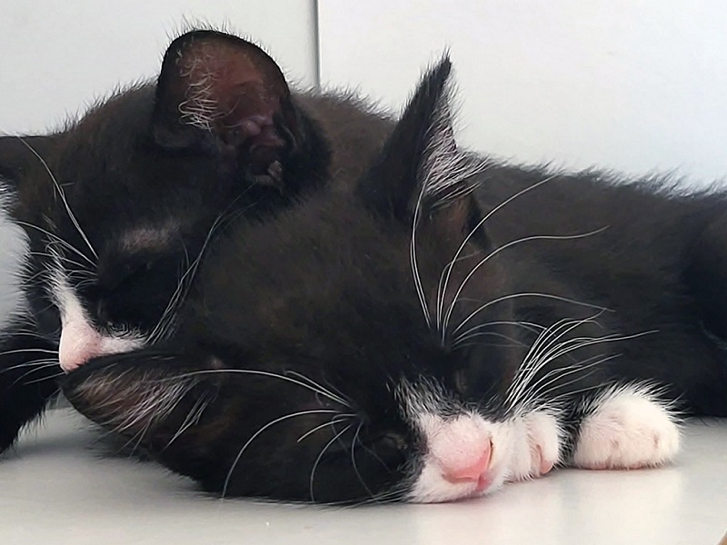 Dois gatos dormindo