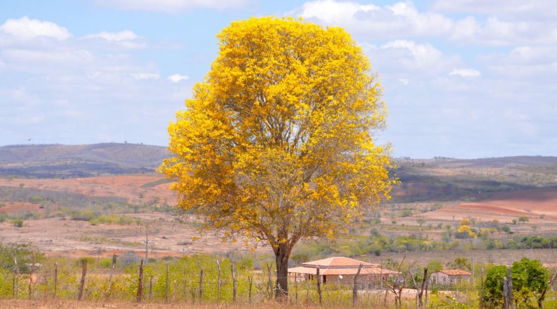 Primavera em Sergipe