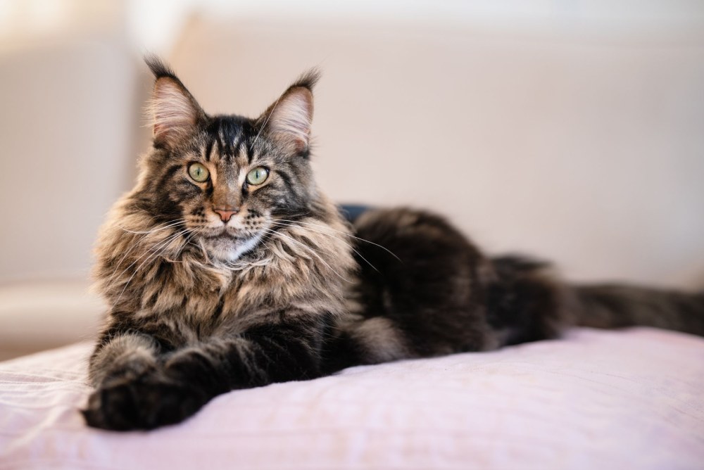 Gato Maine Coon
