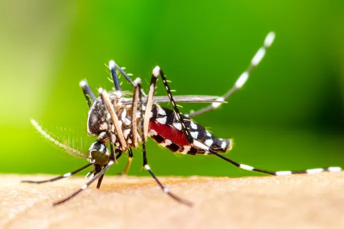 Mosquito Aedes aegypti 