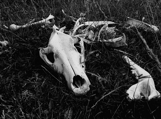 Cavalo morto